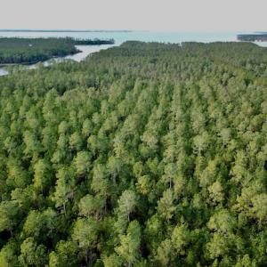 Photo #25 of Lot #28 Sandy Point, Scranton, NC 19.0 acres
