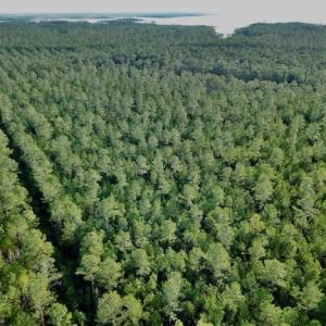 Photo #27 of Lot #28 Sandy Point, Scranton, NC 19.0 acres