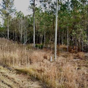 Photo #28 of Lot #28 Sandy Point, Scranton, NC 19.0 acres