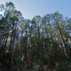 Photo #12 of SOLD property in 1270 Swan Point Road, Bayboro, NC 6.7 acres