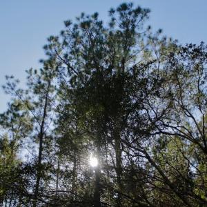 Photo #15 of SOLD property in 1270 Swan Point Road, Bayboro, NC 18.9 acres