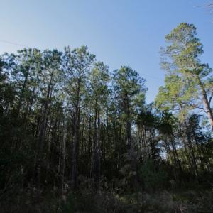 Photo #18 of SOLD property in 1270 Swan Point Road, Bayboro, NC 18.9 acres