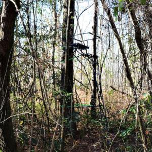 Photo #9 of Off Yarborough Road, Parkton, NC 37.9 acres