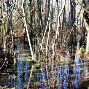 Photo #10 of Off Yarborough Road, Parkton, NC 37.9 acres