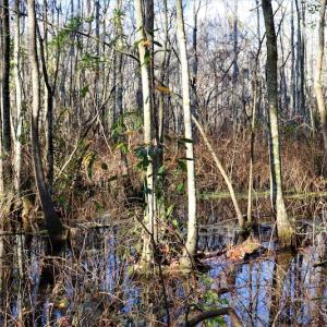 Photo #11 of Off Yarborough Road, Parkton, NC 37.9 acres