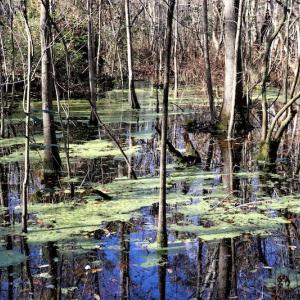 Photo #13 of Off Yarborough Road, Parkton, NC 37.9 acres
