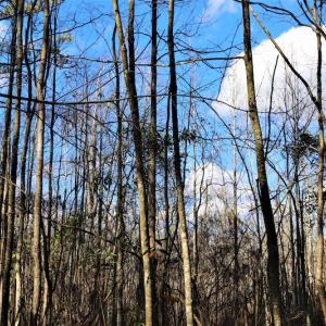 Photo #14 of Off Yarborough Road, Parkton, NC 37.9 acres