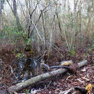Photo #15 of Off Yarborough Road, Parkton, NC 37.9 acres