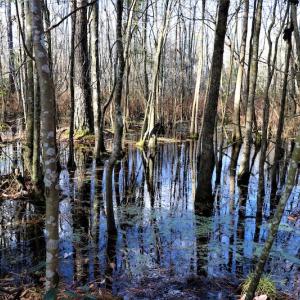Photo #17 of Off Yarborough Road, Parkton, NC 37.9 acres