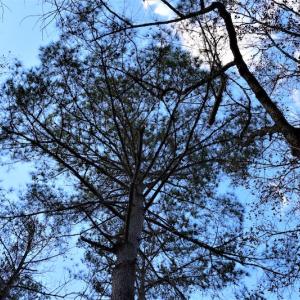 Photo #18 of Off Yarborough Road, Parkton, NC 37.9 acres