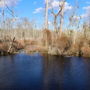 Photo #20 of Off Yarborough Road, Parkton, NC 37.9 acres