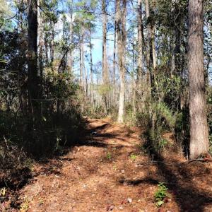 Photo #7 of Off Yarborough Road, Parkton, NC 37.9 acres