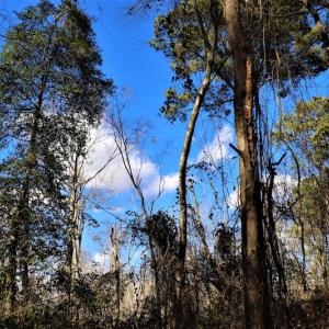 Photo #8 of Off Yarborough Road, Parkton, NC 37.9 acres