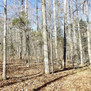 Photo #26 of SOLD property in Off Shelburne Lane, Victoria, VA 30.3 acres