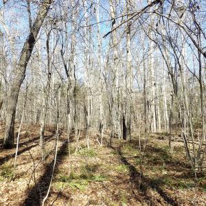 Photo #27 of SOLD property in Off Shelburne Lane, Victoria, VA 30.3 acres