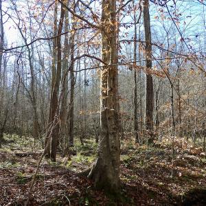 Photo #30 of SOLD property in Off Shelburne Lane, Victoria, VA 30.3 acres
