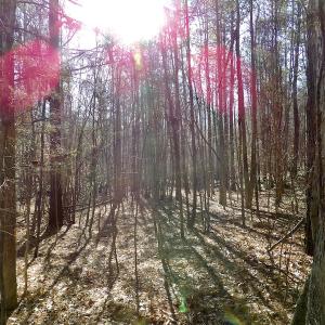 Photo #31 of SOLD property in Off Shelburne Lane, Victoria, VA 30.3 acres