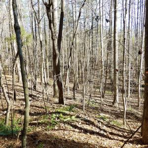 Photo #32 of SOLD property in Off Shelburne Lane, Victoria, VA 30.3 acres