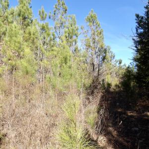 Photo #33 of SOLD property in Off Shelburne Lane, Victoria, VA 30.3 acres