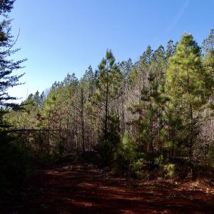 Photo #35 of SOLD property in Off Shelburne Lane, Victoria, VA 30.3 acres