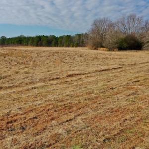 Photo #36 of SOLD property in Off Bolton Road, Rich Square, NC 38.5 acres