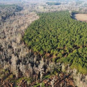 Photo #8 of SOLD property in Off Spencer Court, Marion, SC 71.9 acres