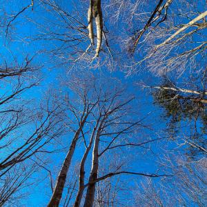 Photo #6 of SOLD property in Off Blue Knob Road, Martinsville, VA 12.5 acres