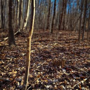 Photo #19 of SOLD property in Off Blue Knob Road, Martinsville, VA 12.5 acres