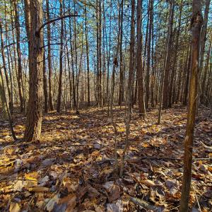 Photo #24 of SOLD property in Off Blue Knob Road, Martinsville, VA 12.5 acres
