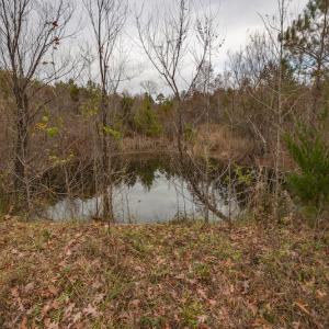Photo #14 of SOLD property in Off McGees Mill Road, Semora, NC 21.2 acres