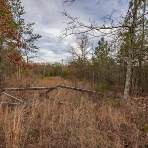 Photo #17 of SOLD property in Off McGees Mill Road, Semora, NC 21.2 acres