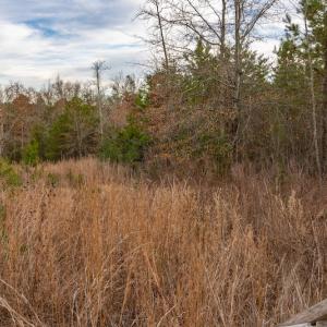 Photo #18 of SOLD property in Off McGees Mill Road, Semora, NC 21.2 acres