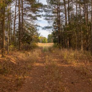 Photo #24 of SOLD property in Off McGees Mill Road, Semora, NC 21.2 acres