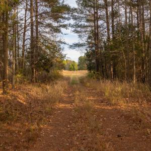 Photo #24 of SOLD property in Off McGees Mill Road, Semora, NC 21.2 acres
