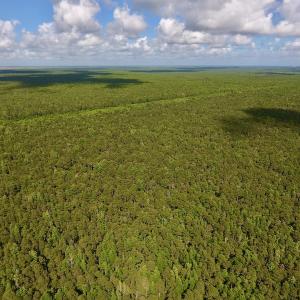 Photo #5 of SOLD property in Off New Lake Road, Belhaven, NC 59.1 acres