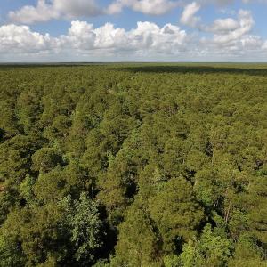 Photo #7 of SOLD property in Off New Lake Road, Belhaven, NC 59.1 acres