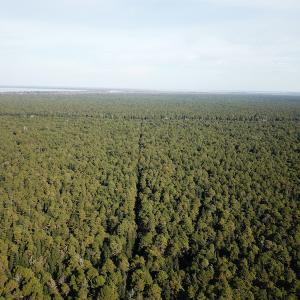 Photo #12 of SOLD property in Off New Lake Road, Belhaven, NC 59.1 acres