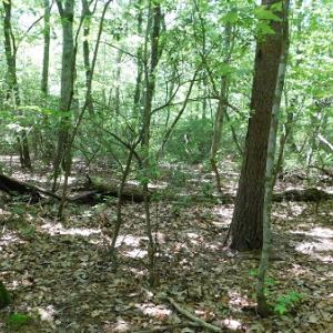 Photo #7 of SOLD property in Off Taylor View Road, Patrick Springs, VA 21.0 acres