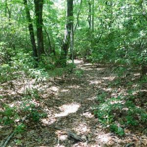Photo #9 of SOLD property in Off Taylor View Road, Patrick Springs, VA 21.0 acres