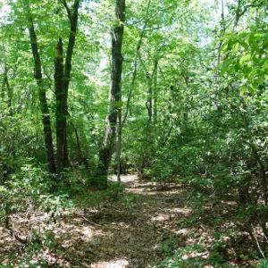 Photo #10 of SOLD property in Off Taylor View Road, Patrick Springs, VA 21.0 acres