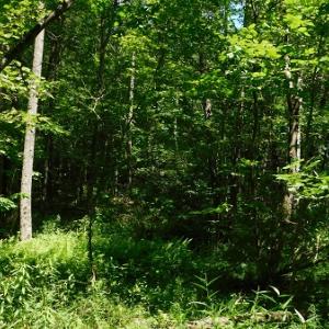 Photo #14 of SOLD property in Off Taylor View Road, Patrick Springs, VA 21.0 acres
