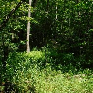 Photo #15 of SOLD property in Off Taylor View Road, Patrick Springs, VA 21.0 acres