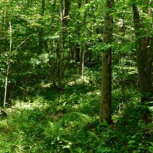 Photo #16 of SOLD property in Off Taylor View Road, Patrick Springs, VA 21.0 acres