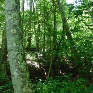 Photo #18 of SOLD property in Off Taylor View Road, Patrick Springs, VA 21.0 acres