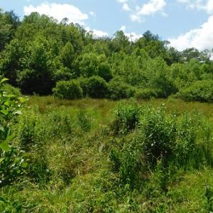 Photo #19 of SOLD property in Off Taylor View Road, Patrick Springs, VA 21.0 acres