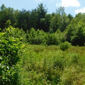 Photo #20 of SOLD property in Off Taylor View Road, Patrick Springs, VA 21.0 acres