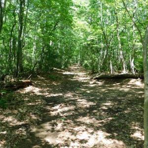 Photo #27 of SOLD property in Off Taylor View Road, Patrick Springs, VA 21.0 acres