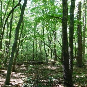 Photo #28 of SOLD property in Off Taylor View Road, Patrick Springs, VA 21.0 acres