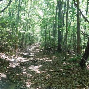 Photo #29 of SOLD property in Off Taylor View Road, Patrick Springs, VA 21.0 acres