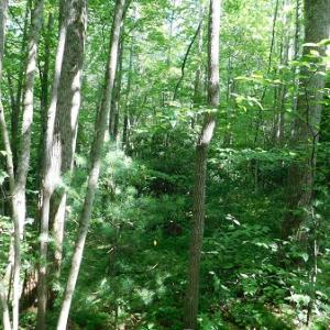 Photo #30 of SOLD property in Off Taylor View Road, Patrick Springs, VA 21.0 acres